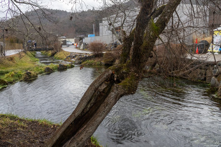 Oshino, Japan- 20 Dec 2025: Nigoriike pond of Oshino Hakkai in Japan. It is one of the eight sacred, crystal-clear ponds that make up Oshino Hakkai near Mount Fuji. It is translates to Muddy Pondのeditorial素材