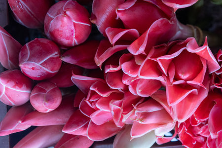 Torch Ginger Flower (Etlingera elatior) sold in local market in Kuching, Malaysia. It is a vibrant,...
