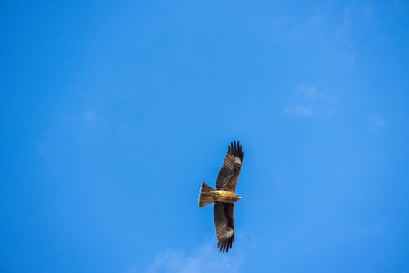 An eagle soaring through sky with outstretched wings