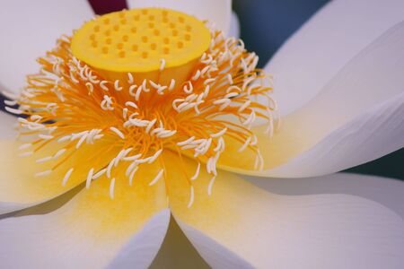 Weekend stroll honghu park rain reward lotusの写真素材