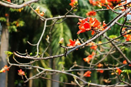 Green plants dancing flower-gathering powder of butterflyの写真素材