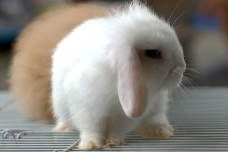 Any of various plant - eating mammals having fully furred feet and two pairs of upper incisors and belonging to the order Lagomorpha, which includes the rabbits, hares, and pikasの写真素材