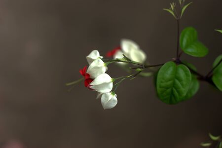 Green plants dancing flower-gathering powder of butterfly の写真素材