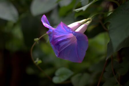 Green plants dancing flower-gathering powder of butterfly