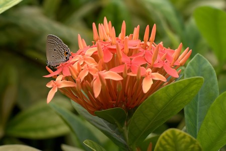 Green plants dancing flower-gathering powder of butterflyの写真素材