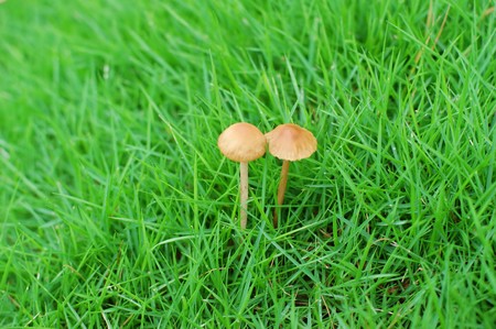 The rain is green grass grow a group of mushroomsの写真素材
