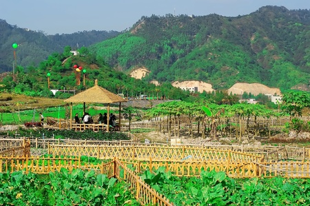 There is a green vegetable in the fence, the ground has cabbage, eggplant vegetables.