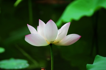 lotusの写真素材