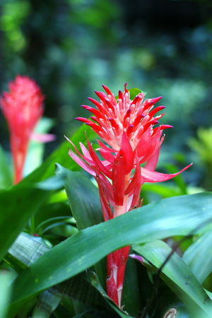 flowerの写真素材