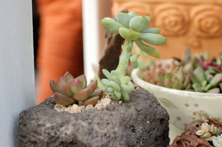 succulentの写真素材