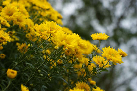 chrysanthemumの写真素材