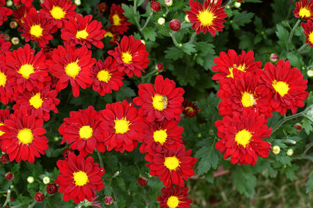 chrysanthemum