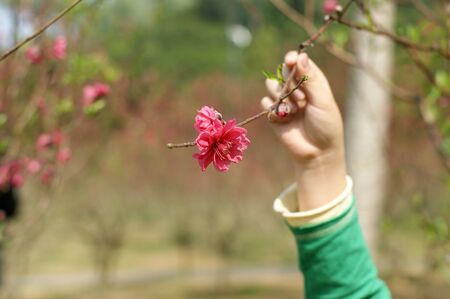 blossomの写真素材