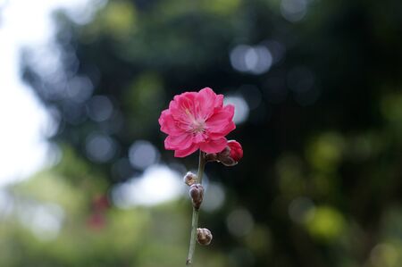 blossomの写真素材