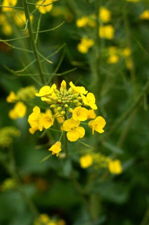 cauliflowerの写真素材