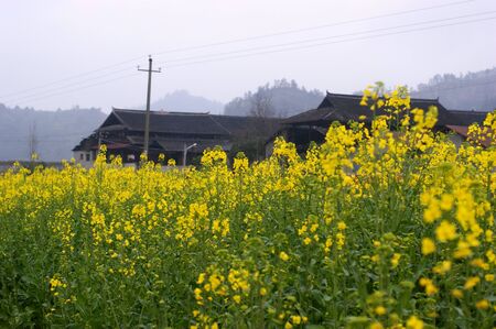 cauliflowerの写真素材