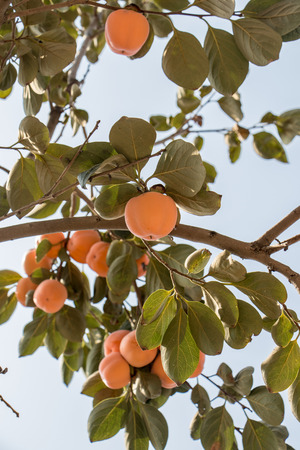 Persimmon fruits on a treeの写真素材