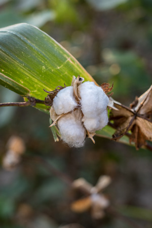 Close up of cotton flowerの写真素材