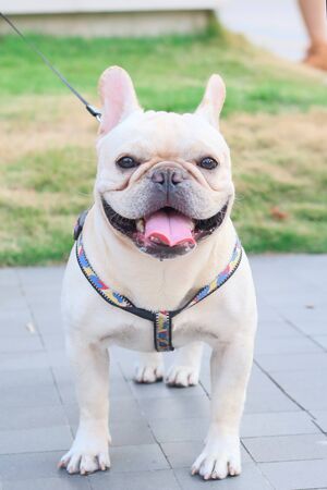 a dog sitting on floorの写真素材