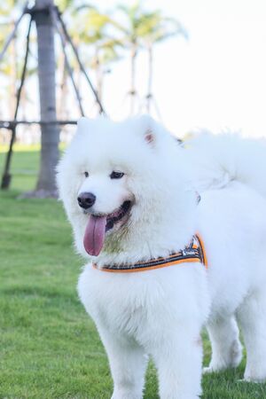 a dog at grasslandの写真素材