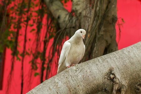 white dove on the groundの写真素材