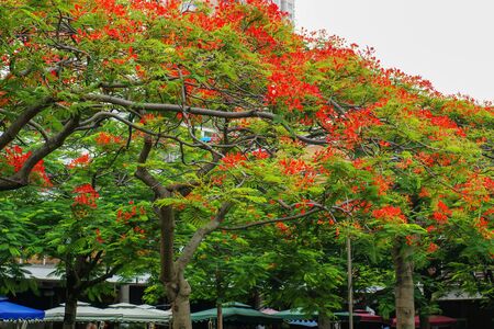 Blooming red phoenix flowerの写真素材