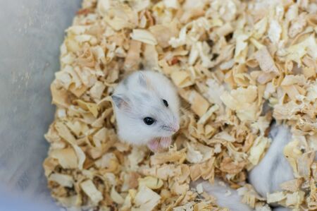 close up view of a pile of popcornの写真素材