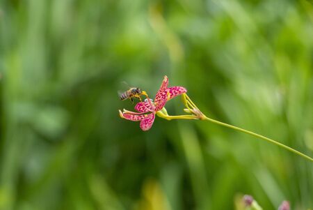 The industrious little bees are gathering honey on the flowers