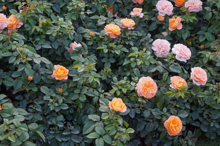 orange rose in garden