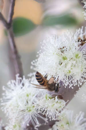 This is bee on a flower in the springの写真素材