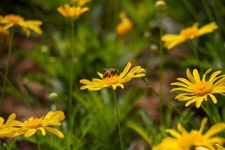 This is bee on a flower in the spring