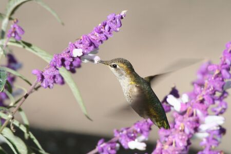 Hummingbird in Flightの写真素材