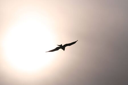 Red Kite Silouetteの写真素材