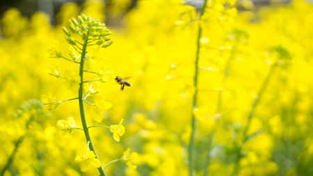 honeybee collecting nectarの写真素材