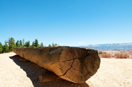 A tree trunk at the Bryce Canyon National Park in Utahの写真素材