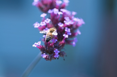 Macro shot of a bee on a flower with faded background. 