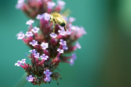 Macro shot of a bee on a flower with faded background. の写真素材