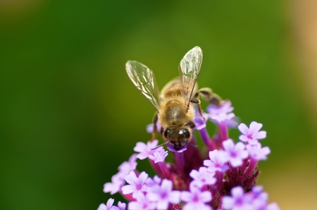 Macro shot of a bee on a flower with faded background. 