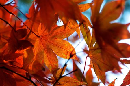 Maple leaves in autumn colorsの写真素材