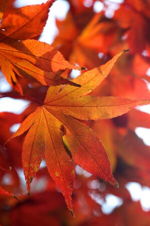 maple leaves in autumn colors