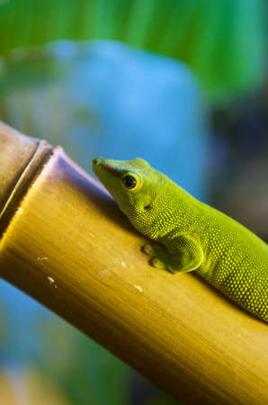 Green Lizard (Lacerta viridis) climbing on bambooの写真素材