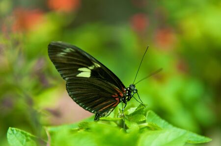 Black beautiful butterfly on a green backgroundの写真素材