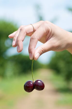 Cherry picking in the natureの写真素材