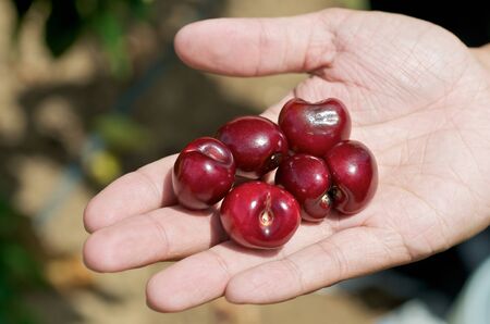 Cherry picking in the nature