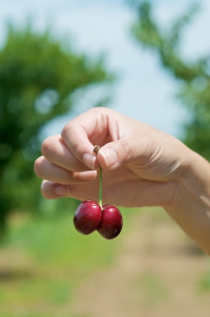 Cherry picking in the natureの写真素材