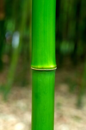Green Bamboo branch in natureの写真素材