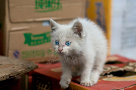 White Cat with blue eyeの写真素材