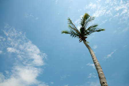 Palm tree on blue skyの写真素材