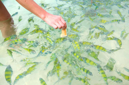 Feeding fishes on shallow beach water in Thailandの写真素材