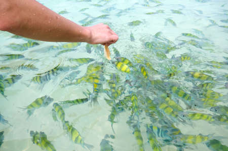 Feeding fishes on shallow beach water in Thailandの写真素材
